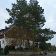 Haus vor der Baumfällung